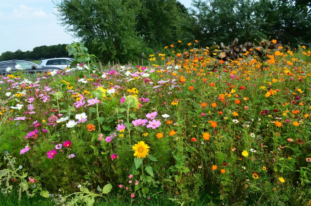 New Wave rechts.webp