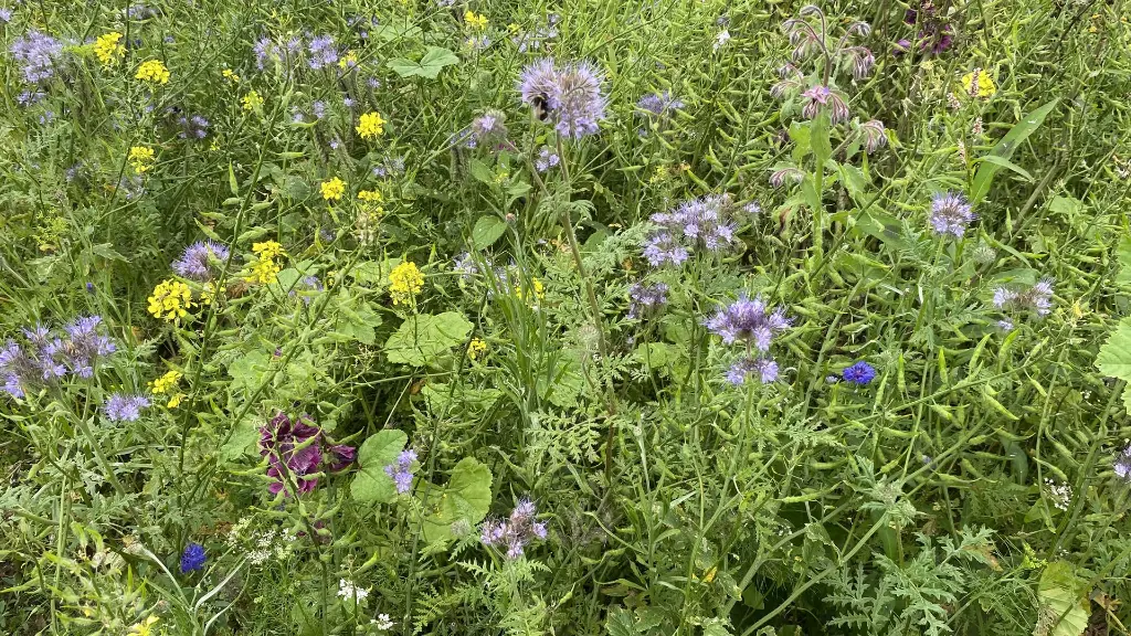 Tubinger 49A_13.7.2021 (4).webp