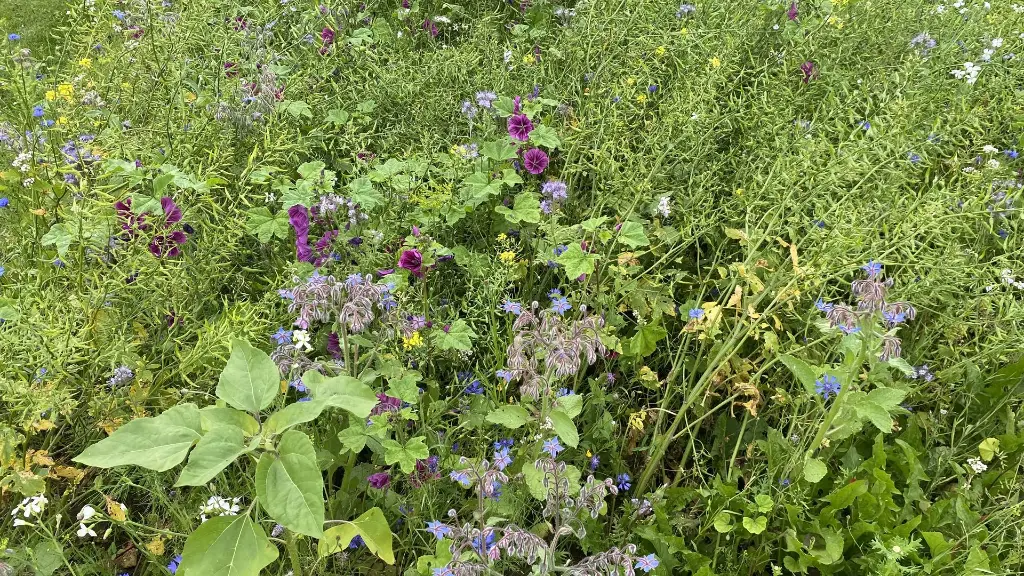 Brandenburger 49B_13.7.2021 (1).webp