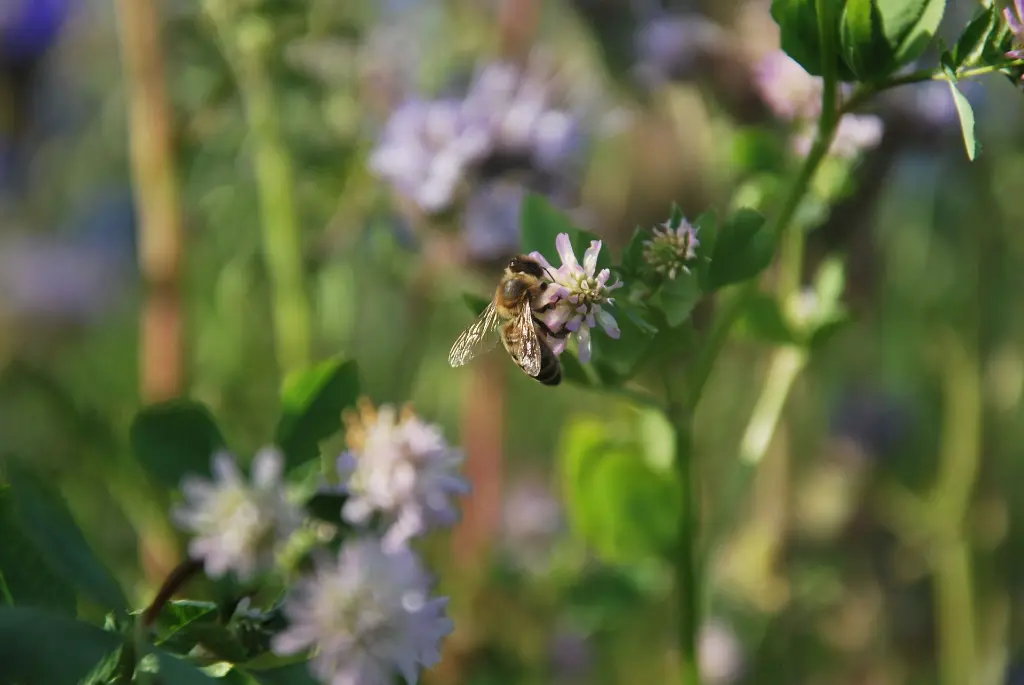 Brandenburger (1).webp