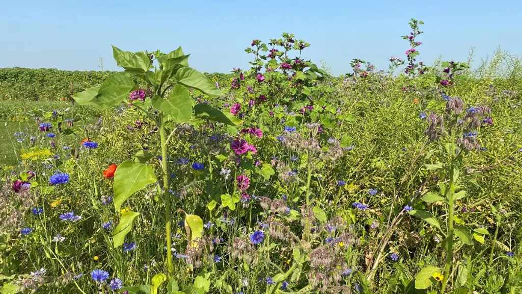 brandenburger 2.webp