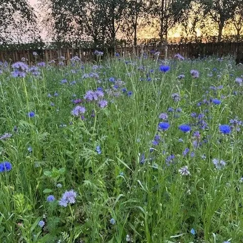 thuis4 vierkant.webp