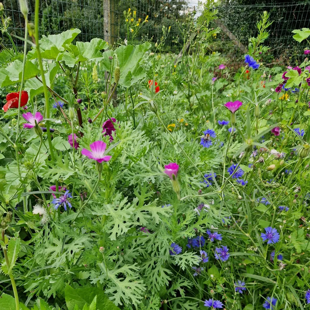 Staygreen 9 Bloemrijk 230807 (5) vierkant.webp