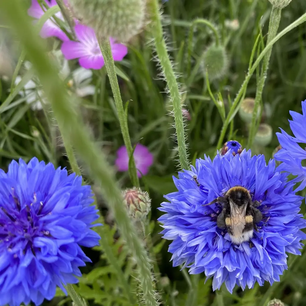 Binnen Bebouwde Kom_15.6.2021 (1).webp