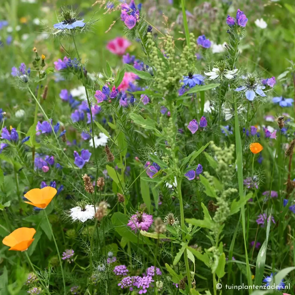 laagblijvende-veldbloemen-mix-1024x1024.webp