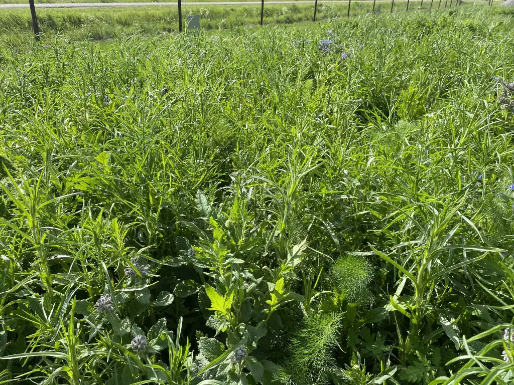 Veldbloemen 1_11.5.2021 (5).webp