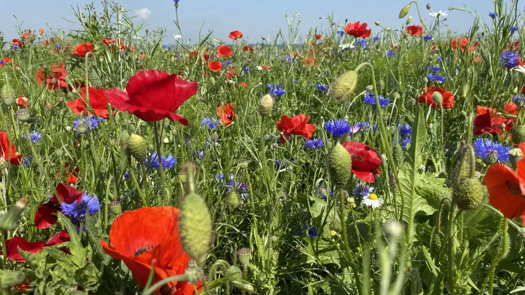 Veldbloemen 1_8.6.2021 (2).webp