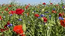 Veldbloemen 1_8.6.2021 (2).webp