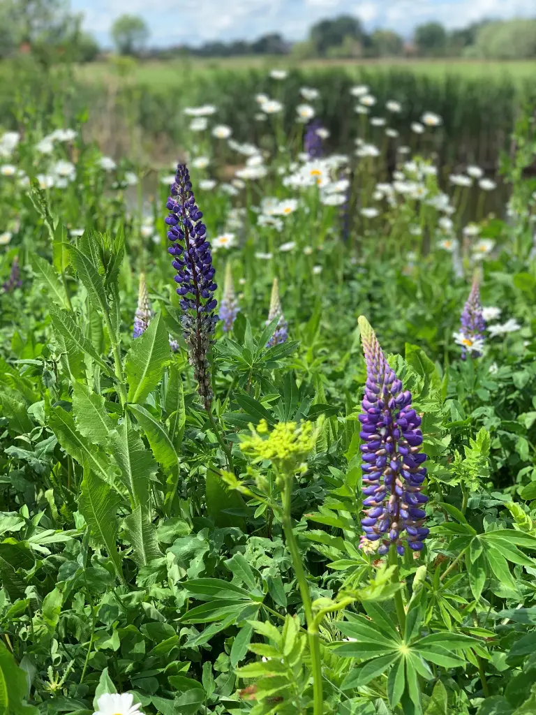 classic thuis 2022.webp