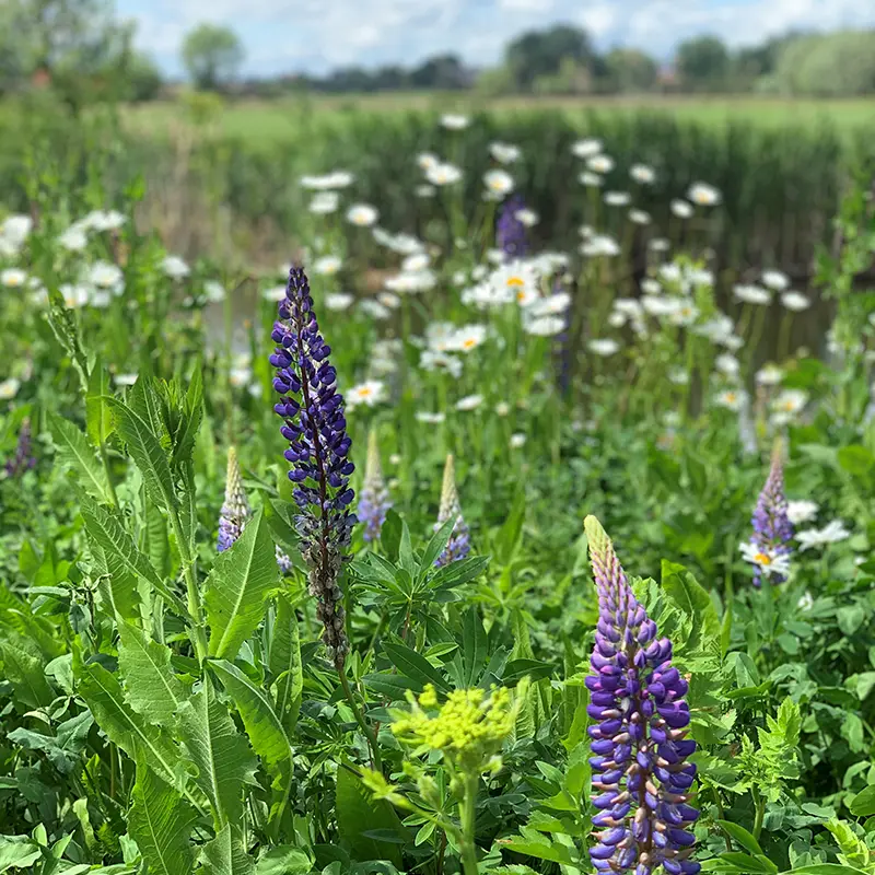 classic thuis 2022 (1).webp