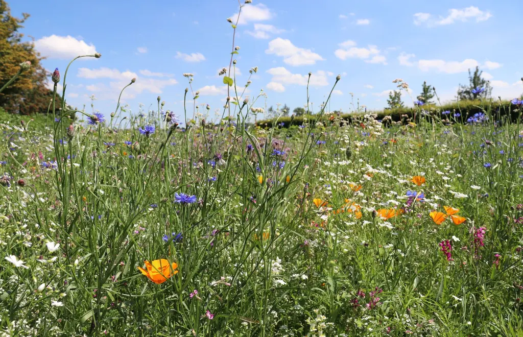 Veldbloemen2_13.7.2020_Hoeven (3).webp