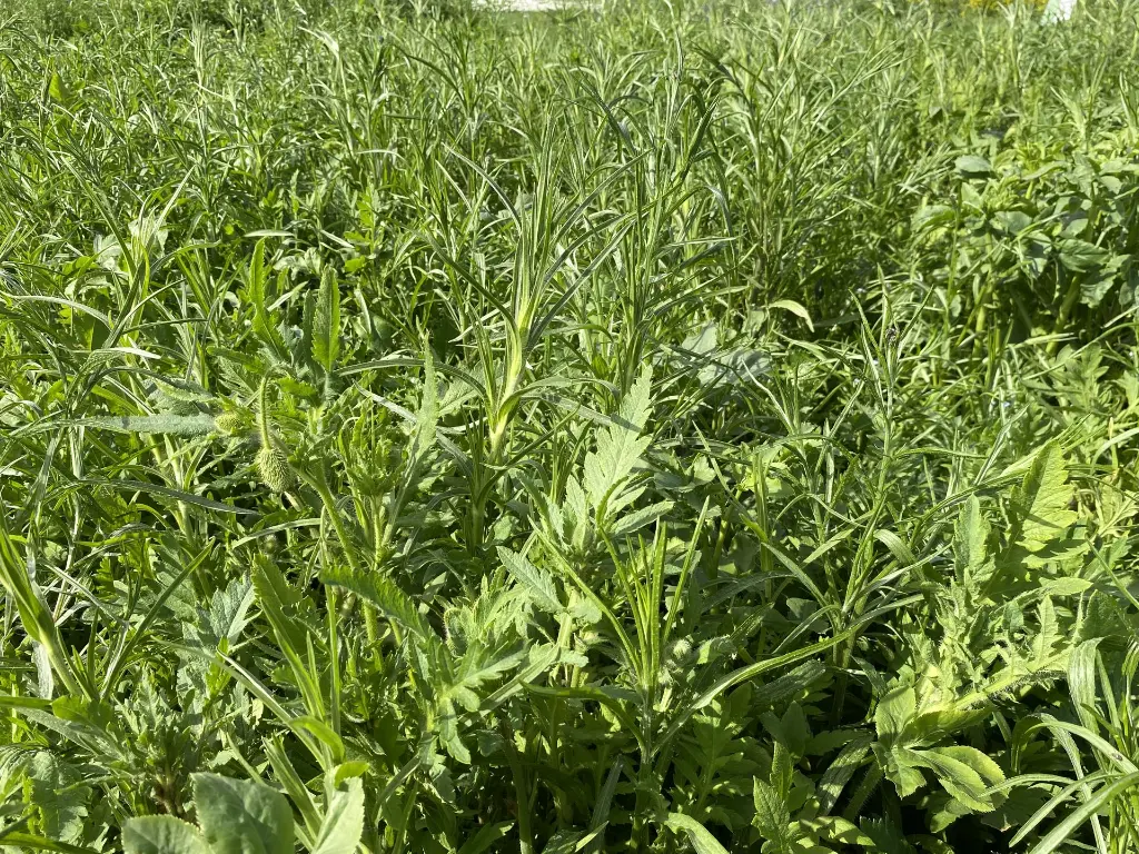 Veldbloemen 2_11.5.2021 (4).webp