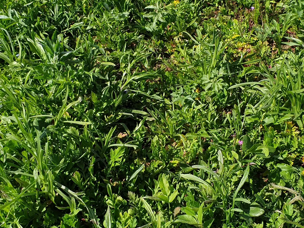 Veldbloemen2_13.4.2021 (4).webp