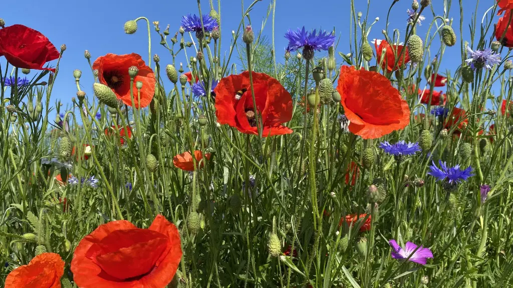 Veldbloemen 2_10.6.2021 (14).webp