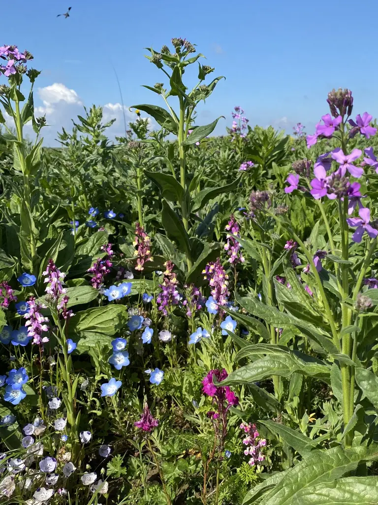 Renaissance 31_18.5.2021 (3) recht.webp