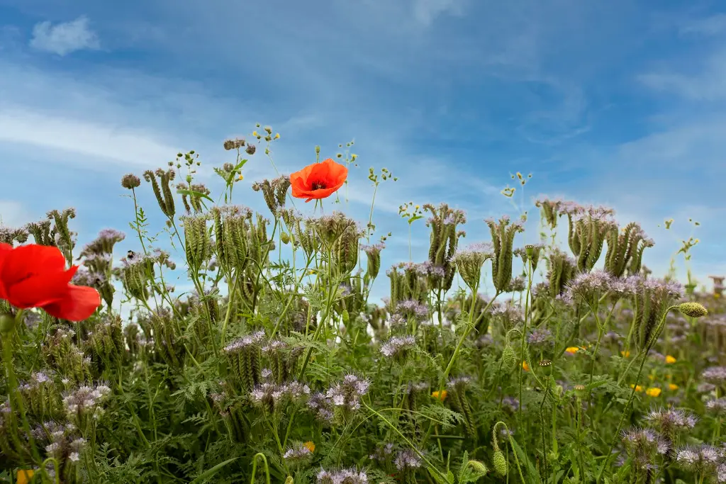 Nr. 31_zomer 2019_PPZ met blauwe lucht.webp