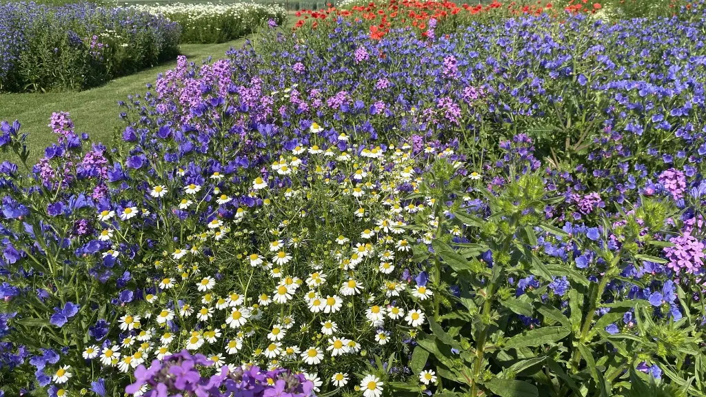 Veldbloemen 4_8.6.2021 (1).webp