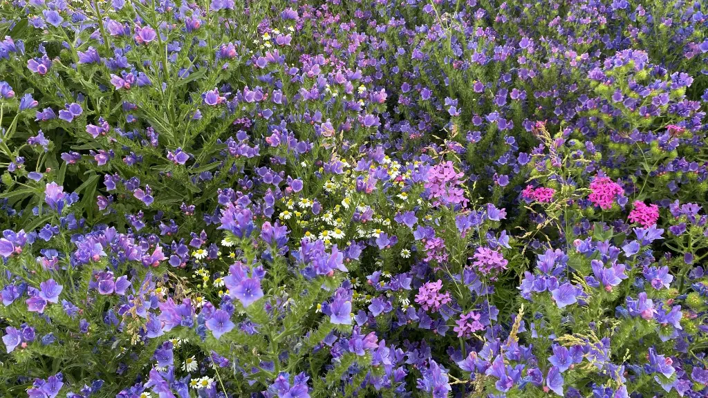 Veldbloemen 4_15.6.2021.webp