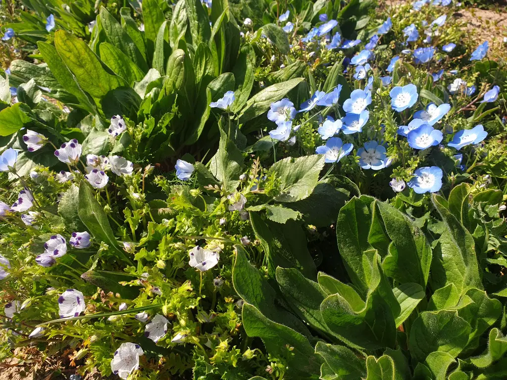 Veldbloemen 4_22.4.2021 (3).webp