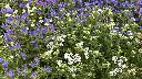 Veldbloemen 4_15.6.2021 (1).webp