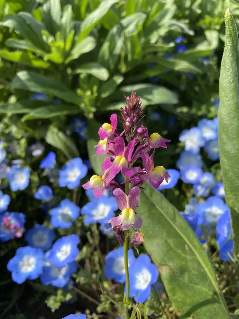 Veldbloemen 4_11.5.2021 (15).webp