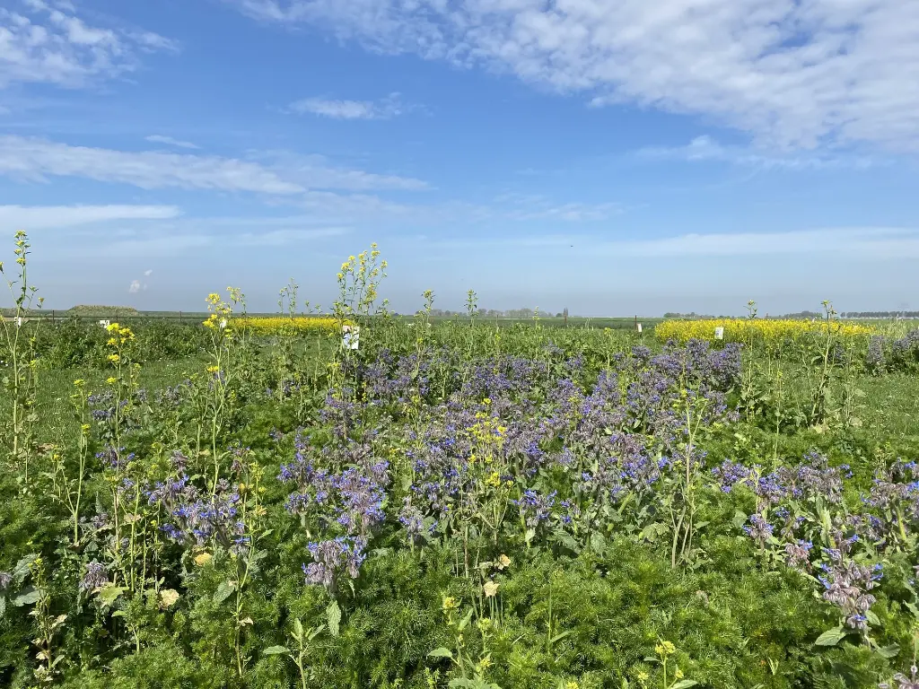 Kleur en Geur_11.5.2021 (3).webp