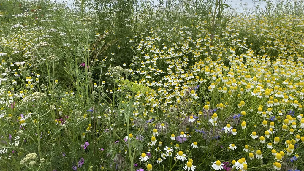 Kleur en Geur_15.6.2021 (4).webp