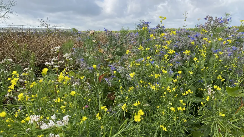 Kleur en geur_10.8.2021.webp