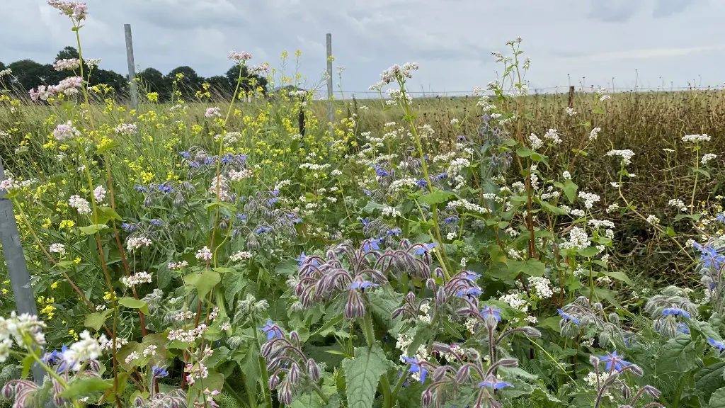 Kleur en geur_27.7.2021 (4).webp