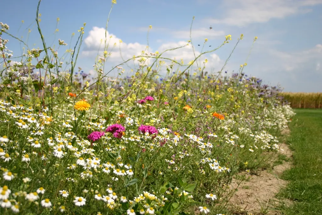 Kleur en geur - Couleur & senteur (3).webp