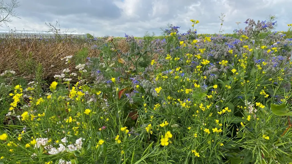 kleur en geur 2.webp