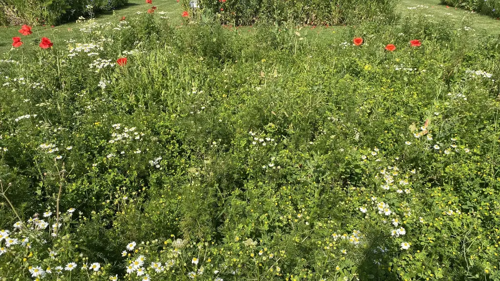 Butterfly_8.6.2021 (1).webp