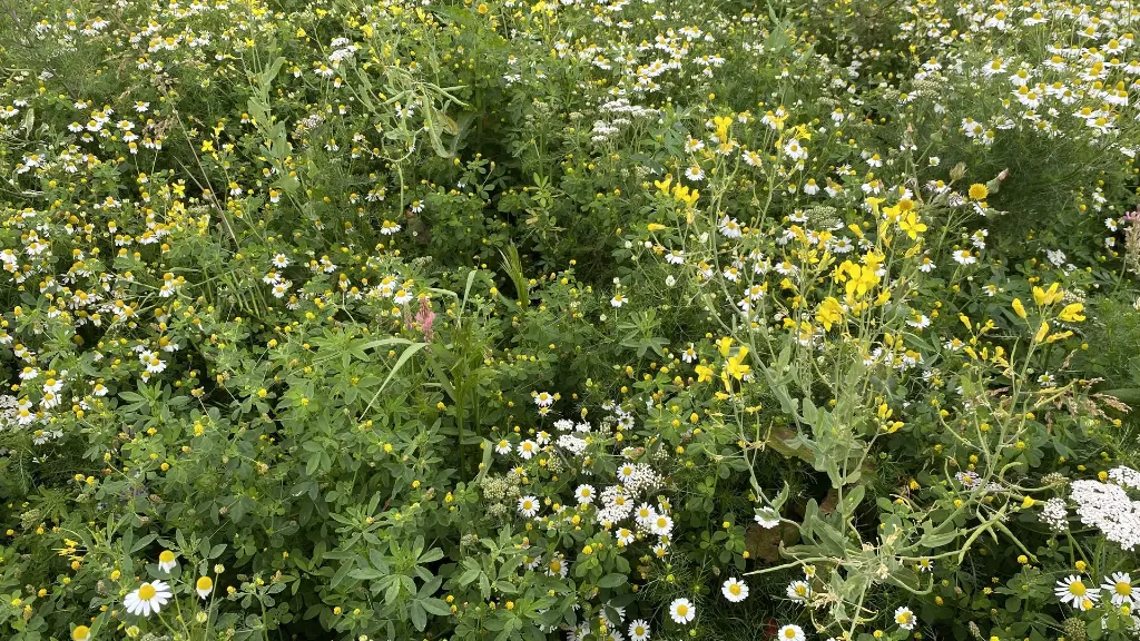 Butterfly_15.6.2021 (2).webp