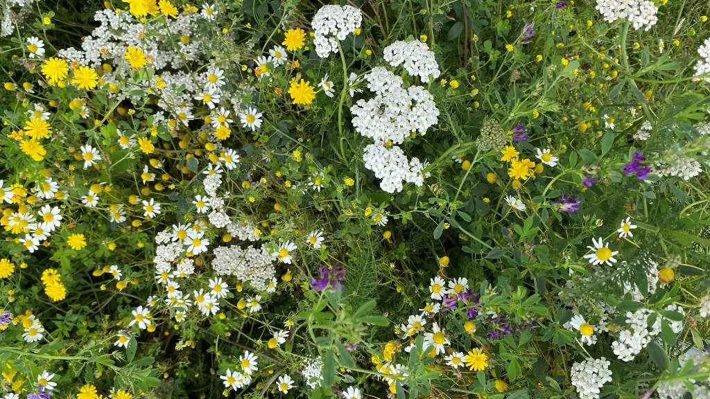 Butterfly_13.7.2021 (4).webp