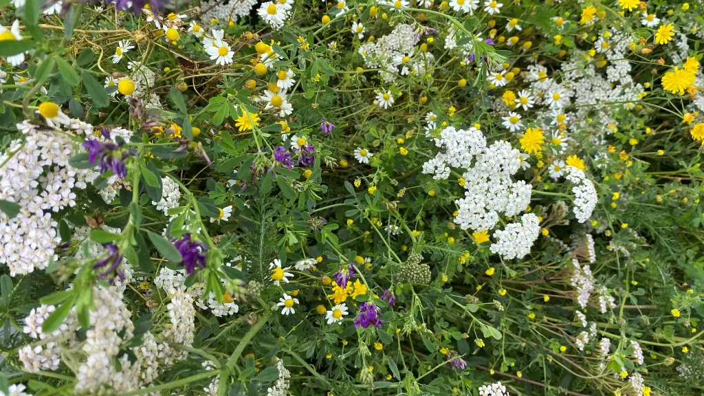 Butterfly_13.7.2021 (1).webp