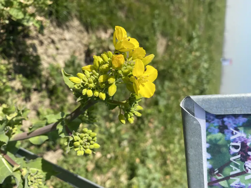 Butterfly_30.3.2021 (1).webp