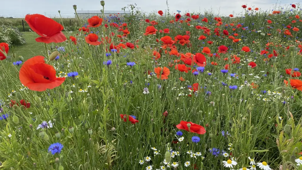 Buiten Bebouwde Kom_15.6.2021 (4).webp