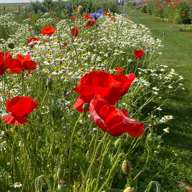 Holland Mengsel_8.6.2021 (4).webp