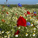 Holland mengsel_10.6.2021 (2).webp