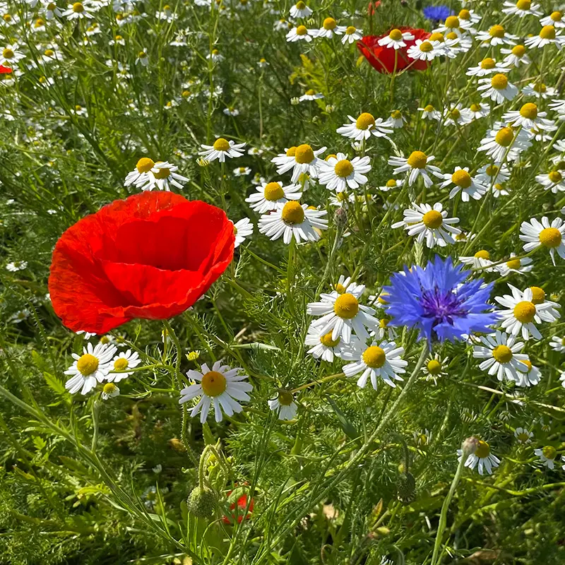 Holland Mengsel_8.6.2021 (7).webp