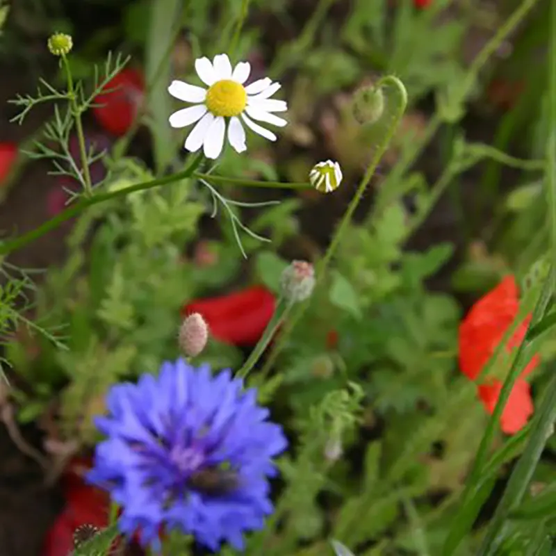 Holland mengsel (2).webp