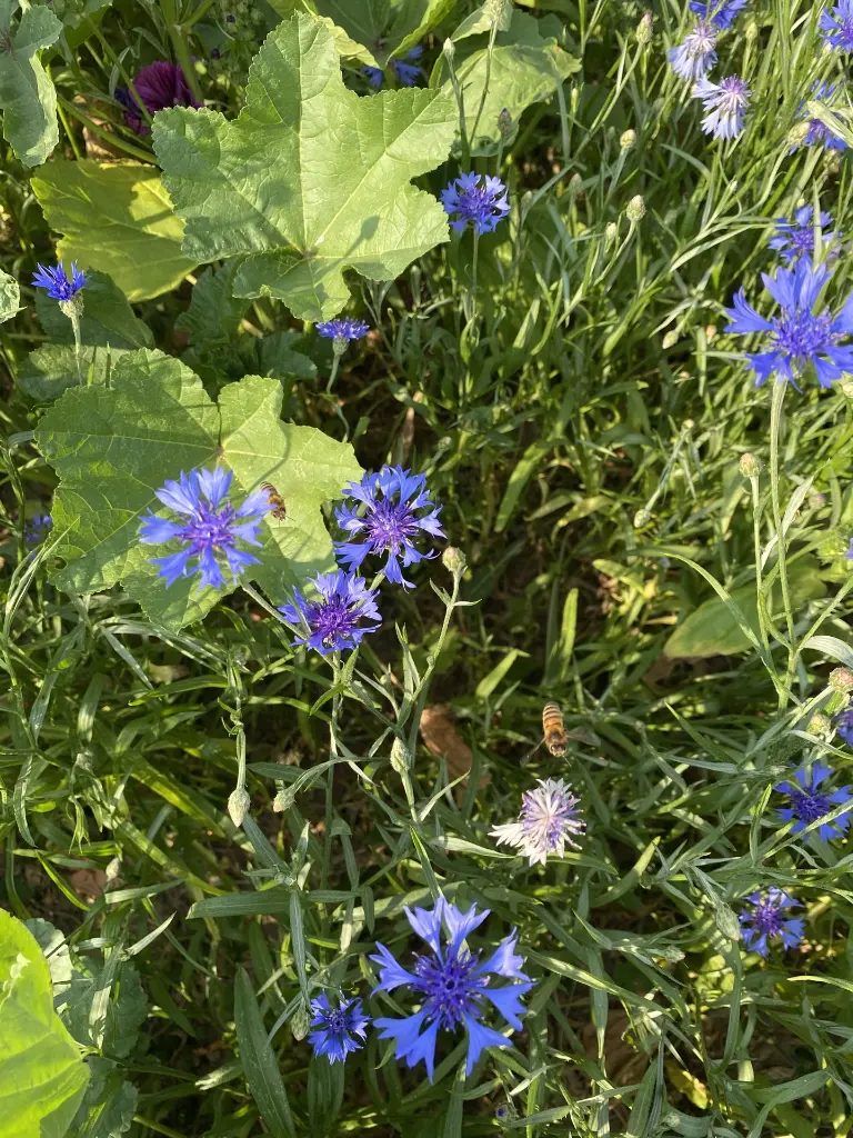 bloemenpracht (13).webp