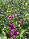Bloemenpracht (9).webp