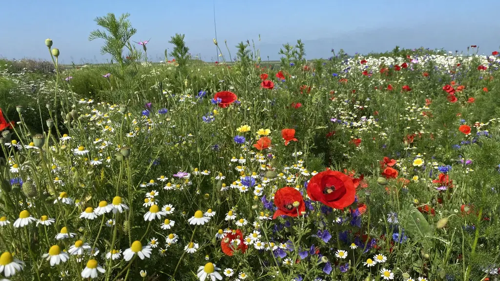 Bloemenpracht (10).webp