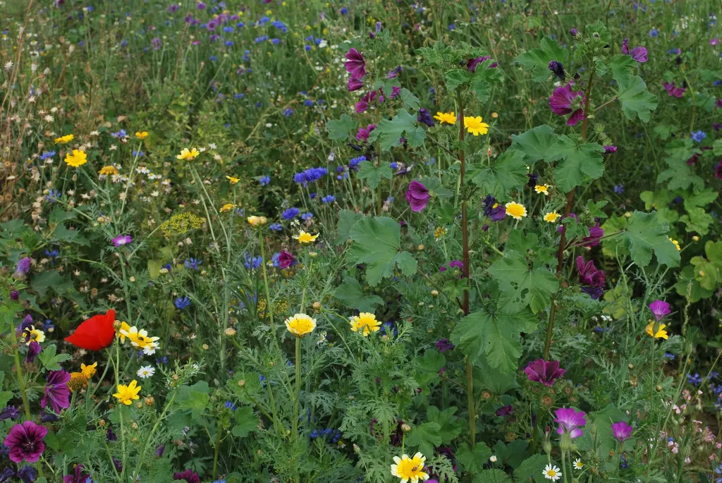 Bloemenpracht (5) - kopie.webp