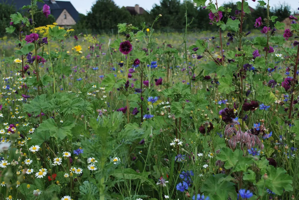 Bloemenpracht (4) - kopie.webp