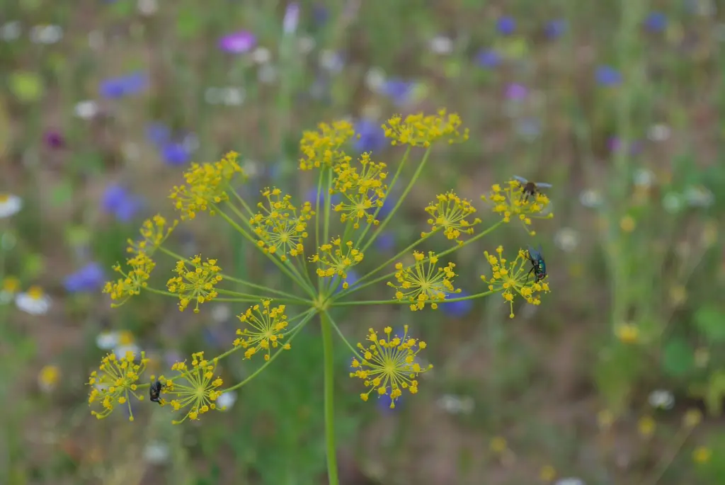 Bloemenpracht (2) - kopie.webp
