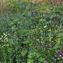 Bloemenpracht (3) vierkant - kopie.webp