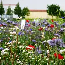 Akkerrand bloemrijk 2 (1).webp