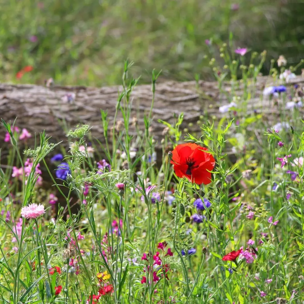 romantic 5 - vierkant.webp